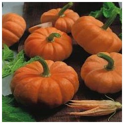 Calabaza Jack Be Little