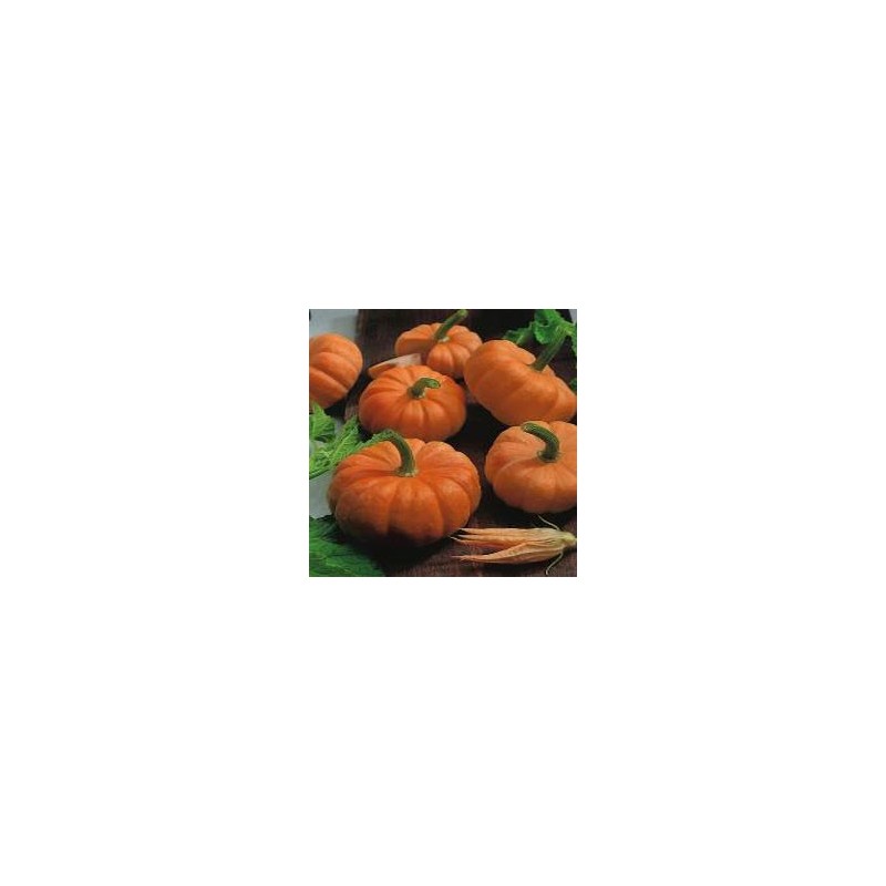 Calabaza Jack Be Little