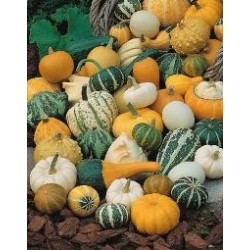 Calabaza Mezcla de Pequeños Frutos