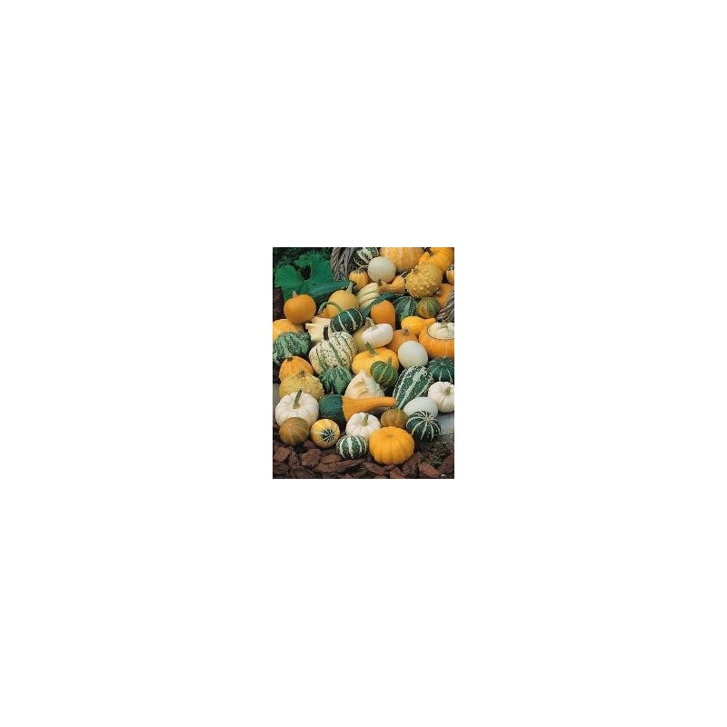 Calabaza Mezcla de Pequeños Frutos