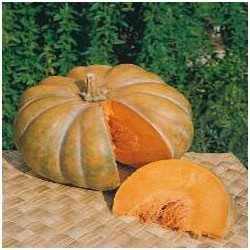 Calabaza Muscade de Provence