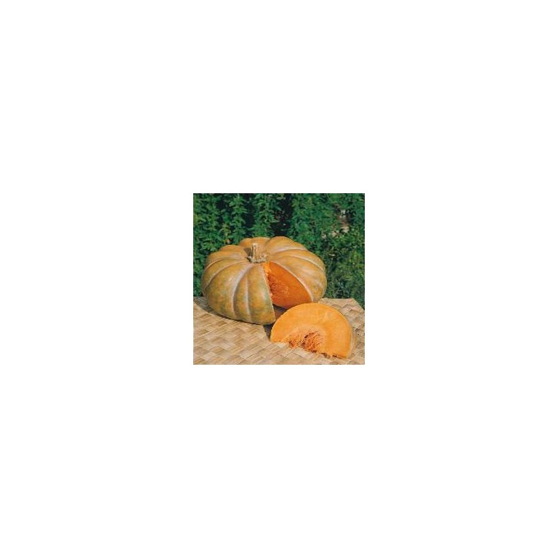 Calabaza Muscade de Provence