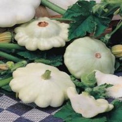 Calabaza Patisson Blanc