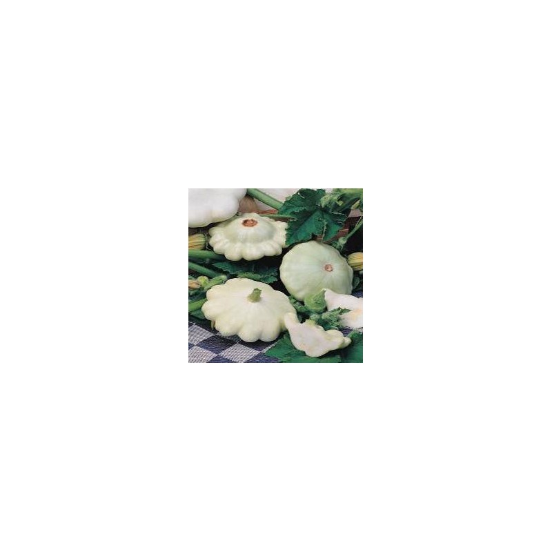 Calabaza Patisson Blanc