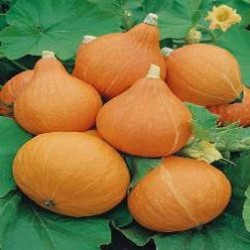 Calabaza Potimmarron Uchiki Kuri