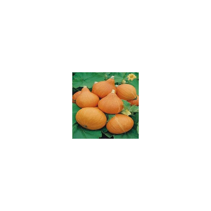 Calabaza Potimmarron Uchiki Kuri