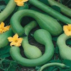 Calabaza Trombocino D'albebga