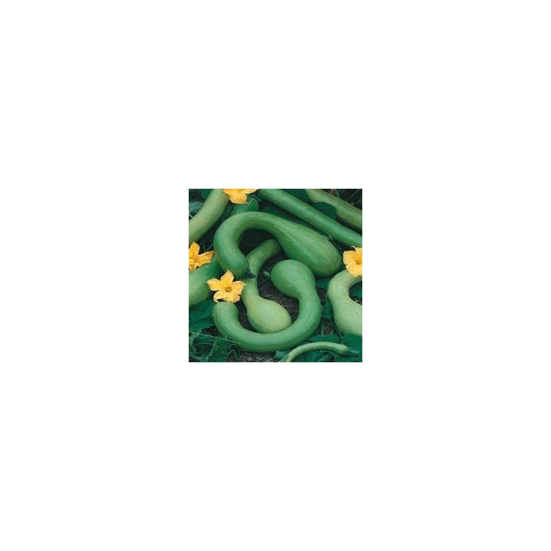 Calabaza Trombocino D'albebga