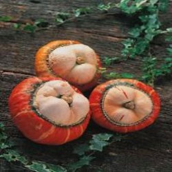 Calabaza Turbante Turco