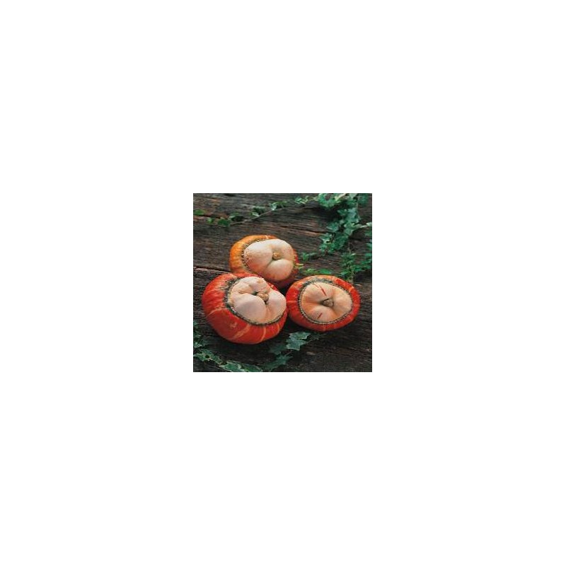 Calabaza Turbante Turco