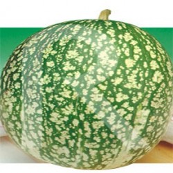 Calabaza Cabello de Angel