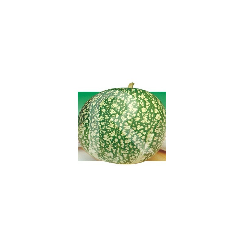 Calabaza Cabello de Angel