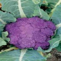 Coliflor Catanese