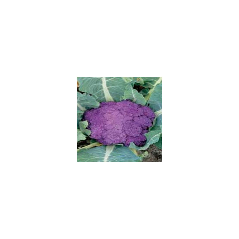 Coliflor Catanese