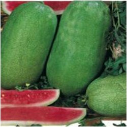Sandia Charleston Gray
