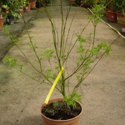 Acer Palmatum Seiryu