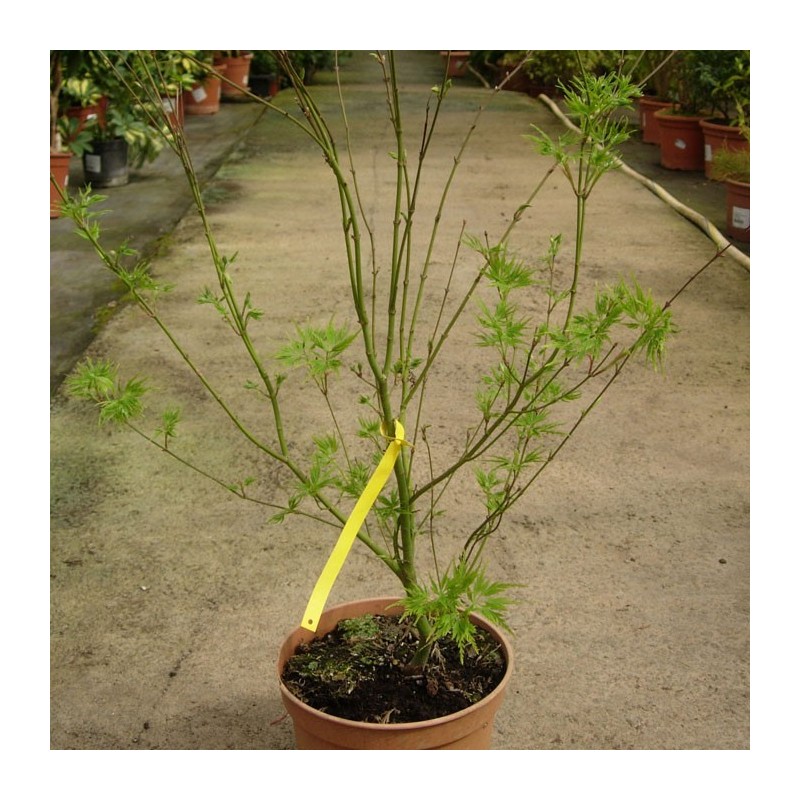 Acer Palmatum Seiryu