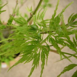 Acer Palmatum Seiryu