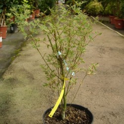 Acer Palmatum Butterfly