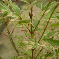 Acer Palmatum Butterfly