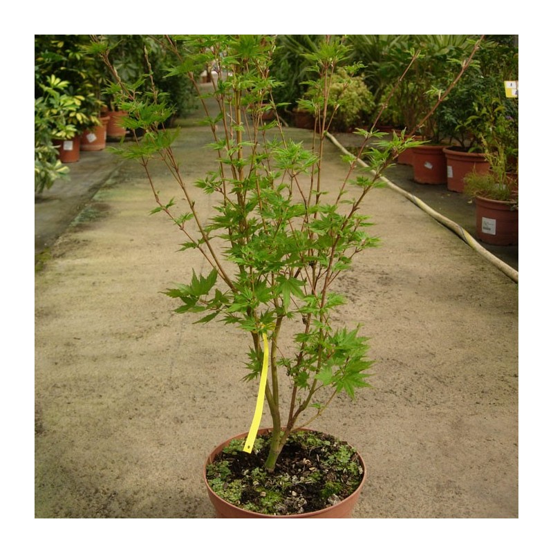 Acer palmatum dissectum ornatum
