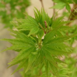 Acer palmatum dissectum ornatum