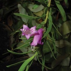 Eremophila Laanii