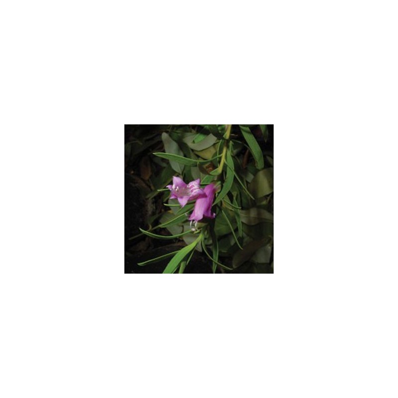 Eremophila Laanii