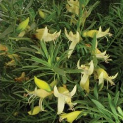 Eremophilia Maculata Aurea