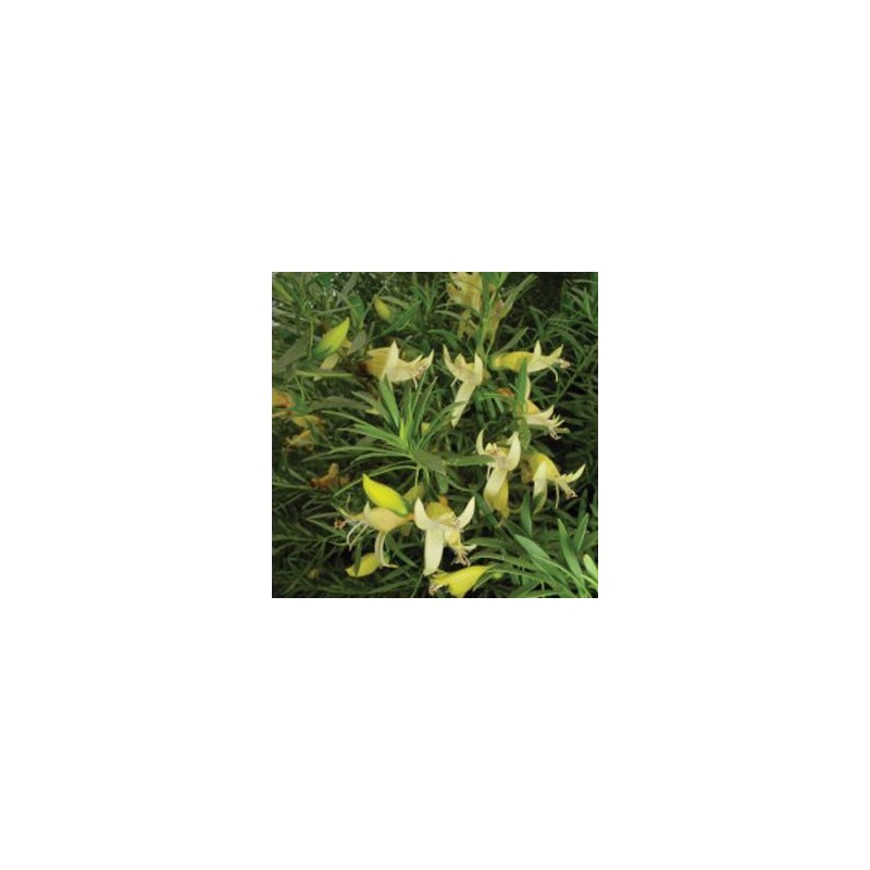 Eremophilia Maculata Aurea