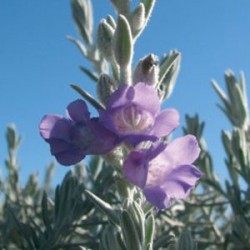 Eremophilia Nivea