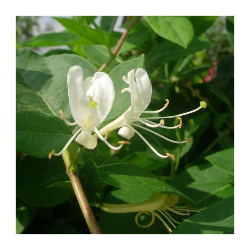 Lonicera Caprifolium
