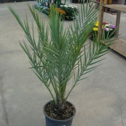 Phoenix Datylifera