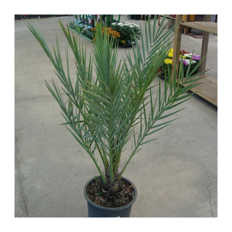 Phoenix Datylifera