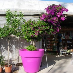 Bouganvillea glaba sanderiana