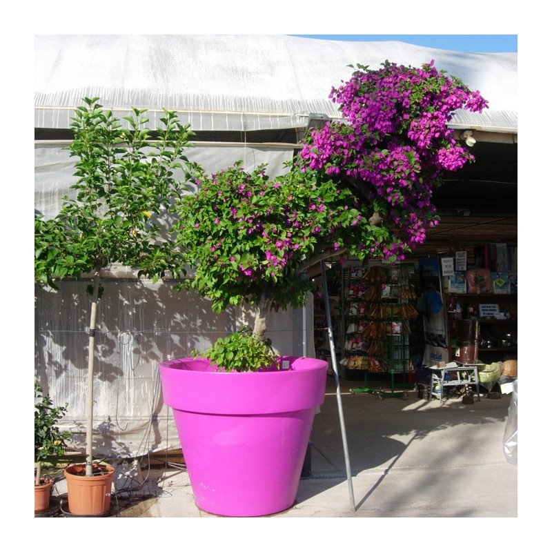 Bouganvillea glaba sanderiana