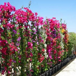 Bougainvillea