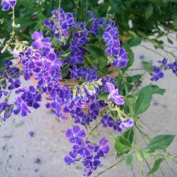 Duranta Erecta