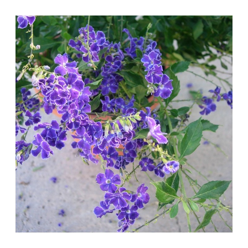 Duranta Erecta