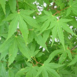 Acer Palmatum