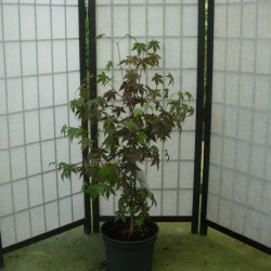 Acer palmatum atropurpureum