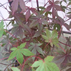 Acer palmatum atropurpureum