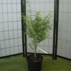 Acer Palmatum Butterfly