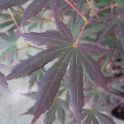 Acer Palmatum Bloodgood