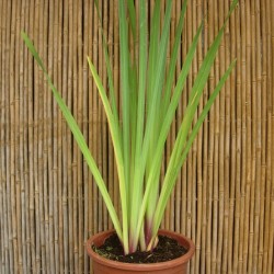 Iris Pseudoacorus