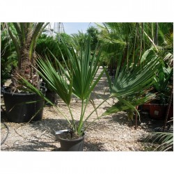 Sabal Palmetto