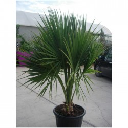 Sabal Palmetto