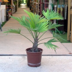 Trachycarpus  Wagnerianus