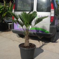 Trachycarpus  Wagnerianus
