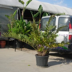 Cyca zamia furfuracea